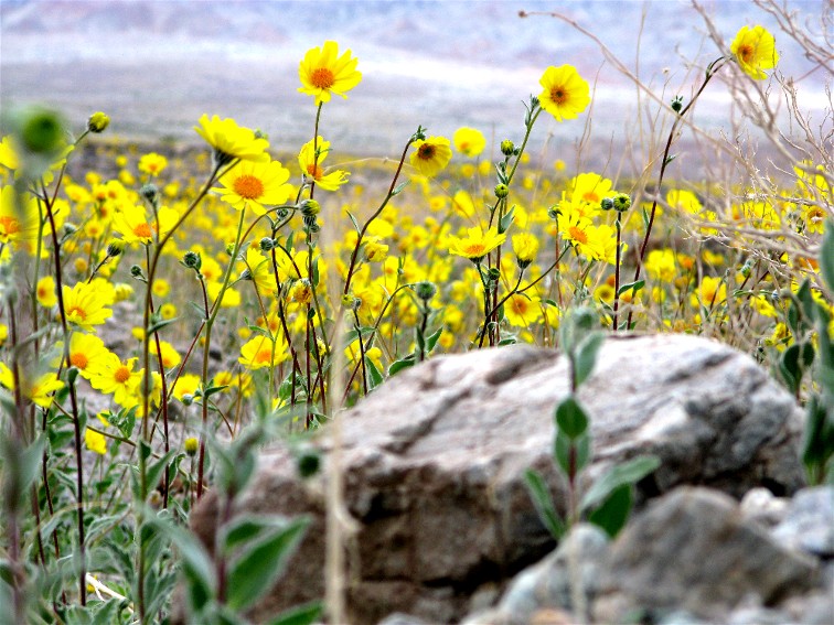 Desert Wildflowers